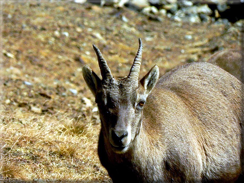 foto Corno del Camoscio